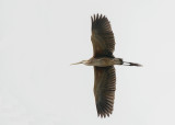 Kaapverdische Purperreiger - Bourneis Heron