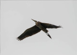 Kaapverdische Purperreiger - Bourneis Heron