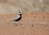 Zwartkruinvinkleeuwerik - Black-crowned Finch Lark