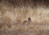 Iberiche Lynx - Iberian Lynx