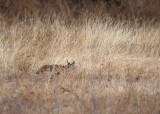 Iberiche Lynx - Iberian Lynx