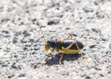 Sierra Nevadan Saddle Bush-cricket - Baetica ustulata