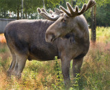 Karl-Gustav