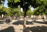 The courtyard with citrus and palm trees