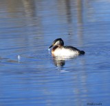 IMG_0699pbduckpullsfeathers.JPG