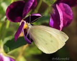 IMG_0984 white  butterfly.JPG
