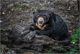 Louisiana Black Bear