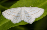 Speckled Moth