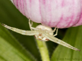 Misumena vatia on Cypripedium reginae