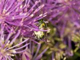Bee pollinating Thalictrum