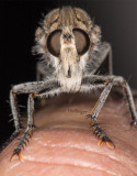 Robber Fly