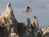 Osprey Nest on Tufa Chimney at Mono