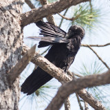 Raven Grooming