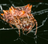 Starbellied Orbweaver (Acanthepeira stellata)