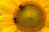 Two Bees on a Sunflower