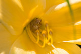 Spring Peeper in a Daylily