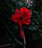 Frilly Red Hibiscus