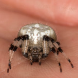 <i>Araneus trifolium<i/> - Shamrock Orbweaver