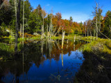 On the beaver dam