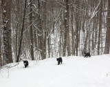 Rosie, Rocky and Jimi on a woods walk in the fresh snow