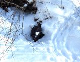 Rocky emerges from the porcupine den