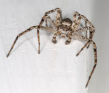 Running Crab Spider
