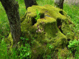 Olive stump with new trunks