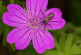 Thin-necked Fly