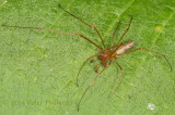 Tetragnatha male