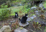 Rocky and Jimi on a rainy day