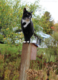 Jimi on the bird house