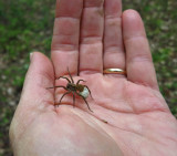 Wolf spider with egg sac