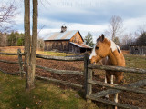 Horse on New Boston Road