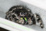 <i>Phidippus audax</i>