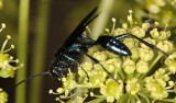 Common Blue Mud-dauber Wasp (<i>Chalybion californicum</i>)