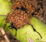 Sexton beetle with hitch-hiking mites