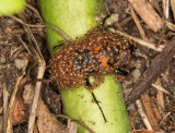 Sexton beetle with hitch-hiking mites