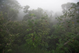 Cecropia trees on a misty morning