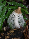 Veiled Stinkhorn