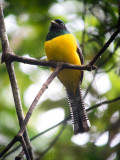 Violaceous Trogon digiscoped by Carlos