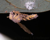 Little wasp infected with Cordyceps