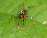 Fierce little ant