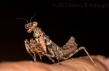 Little Praying Mantis - Pseudomiopteryx?