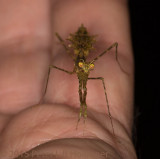 <i>Pogonogaster tristani</i> head shot