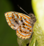 Sarota gyas(?)