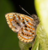 <i>Sarota gyas</i>(?)