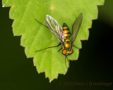 long-legged fly