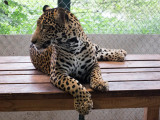 Fiona orphan jaguar