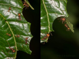 Atta ants cutting leaves