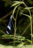 Blue-winged Helicopter (<i>Megaloprepus caerulatus</i>) 